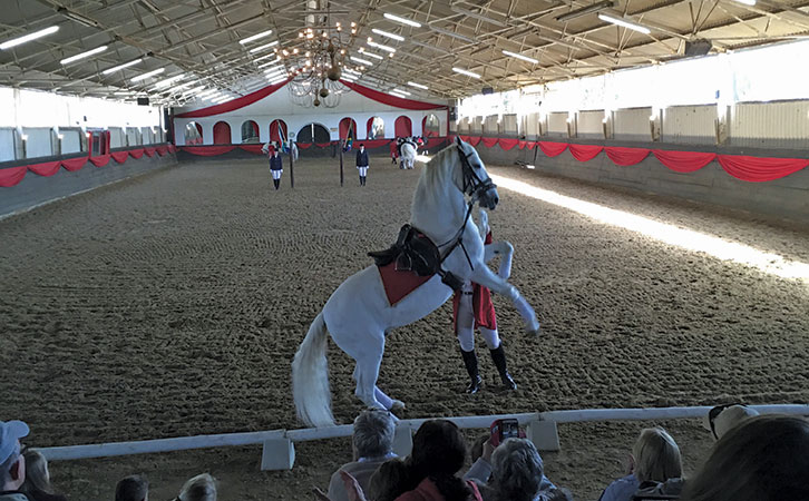 Lipizzaner stallions in South Africa