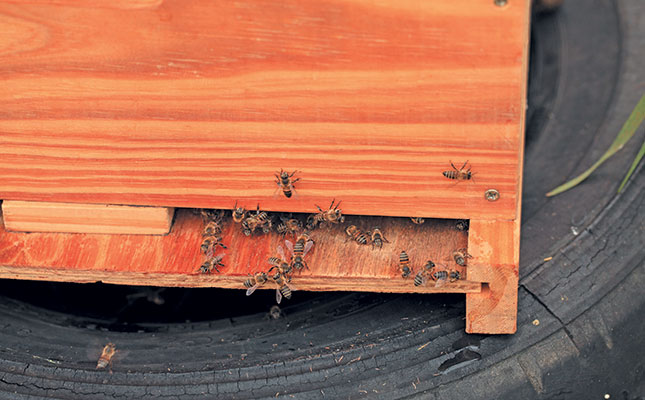 ‘Disregard for bee safety a serious concern’