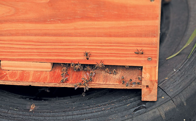 ‘Disregard for bee safety a serious concern’ ‘Disregard for bee safety a serious concern’