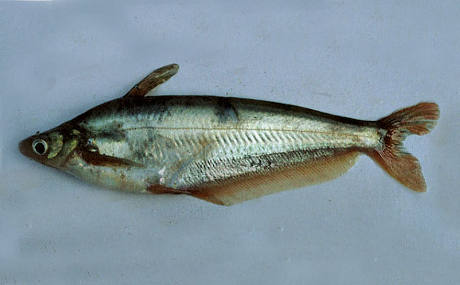 Indigenous species: let’s widen the net for aquaculture Indigenous species: let’s widen the net for aquaculture