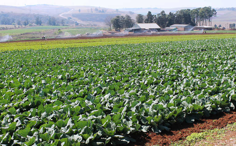 Land expropriation decision a big mistake – Agri SA