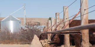 Concern about pressure on feedlot margins