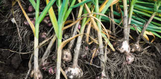 Investigation into ‘illegal’ garlic imports