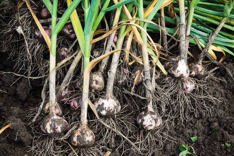 Investigation into ‘illegal’ garlic imports