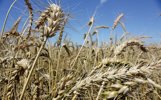 Less positive outlook for 2019 grain production season