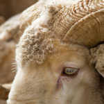 Mitigating the impact of Lesotho’s wool woes on SA industry