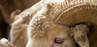 Mitigating the impact of Lesotho’s wool woes on SA industry