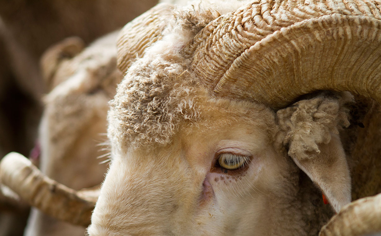 Mitigating the impact of Lesotho’s wool woes on SA industry
