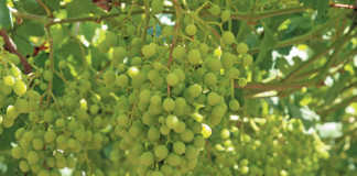 Table grape harvest on track as conditions remain unchanged