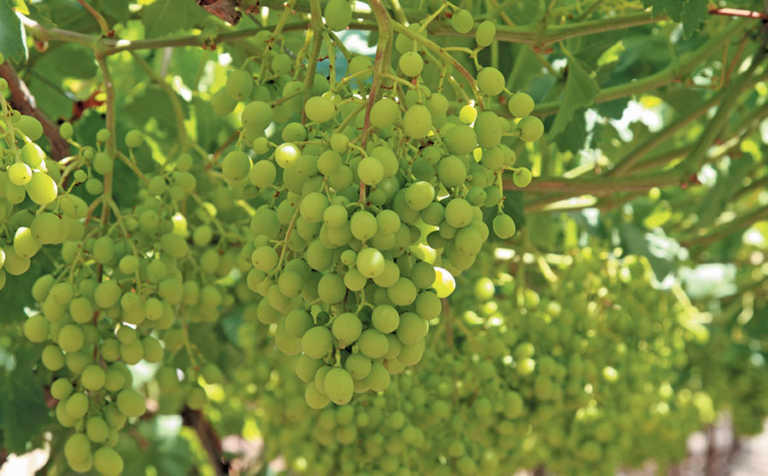 Table grape harvest on track as conditions remain unchanged