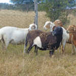 hardy Bosvelder-type ewes