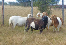 hardy Bosvelder-type ewes