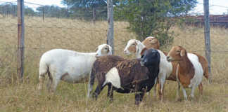 hardy Bosvelder-type ewes