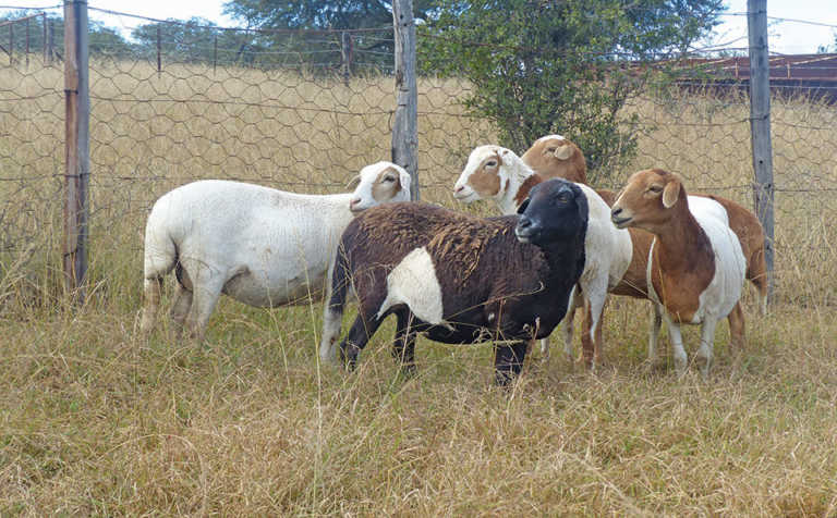 Indigenous livestock perfect for small-scale farmers