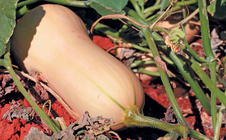 Stable local demand for vegetables, but export markets beckon Stable local demand for vegetables, but export markets beckon