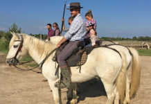 A Camargue horse