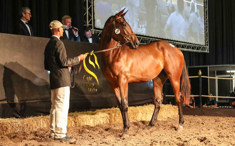 2019 Cape Premier Yearling Sale achieves good results 2019 Cape Premier Yearling Sale achieves good results