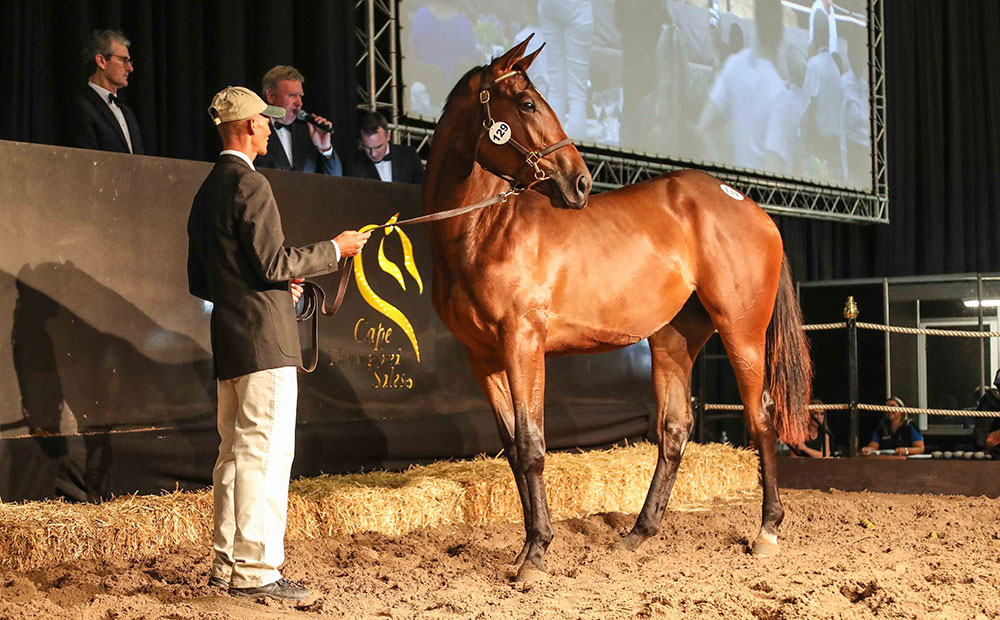 2019 Cape Premier Yearling Sale achieves good results
