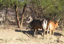 Namibian red meat producers face ‘perfect storm’