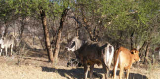 Namibian red meat producers face ‘perfect storm’