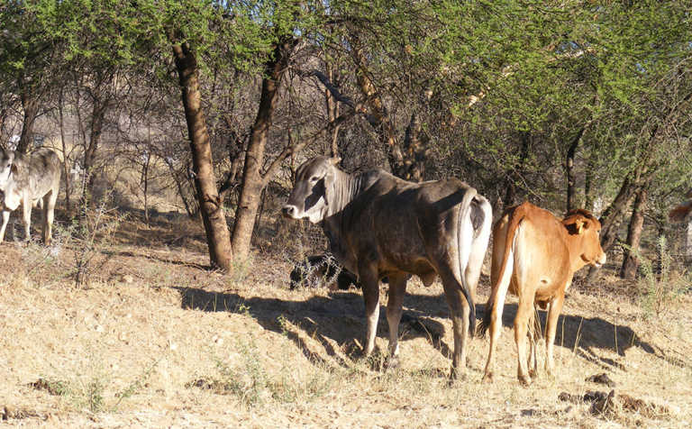 Namibian red meat producers face ‘perfect storm’