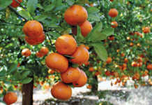 ClemenGold mandarins
