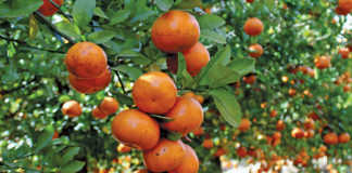 ClemenGold mandarins