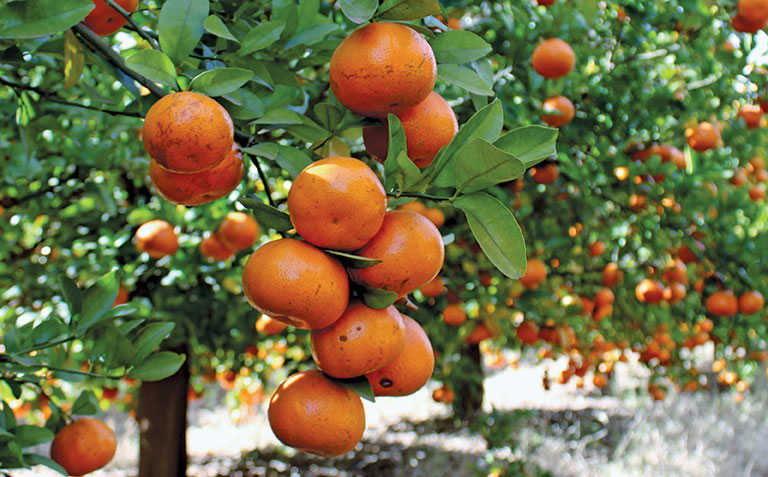 Cultivar branding: a game changer for growers Cultivar branding: a game changer for growers