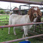 Goat Agribusiness Conference