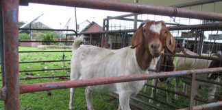 Goat Agribusiness Conference