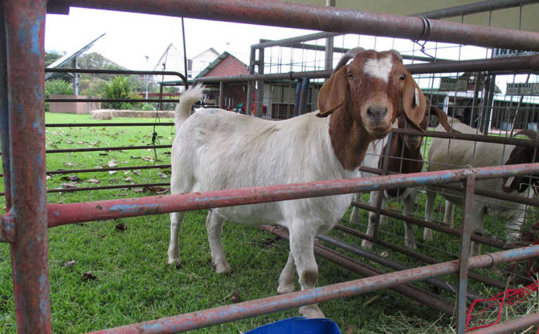 Third Goat Agribusiness Conference Third Goat Agribusiness Conference