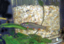 Redfin minnow