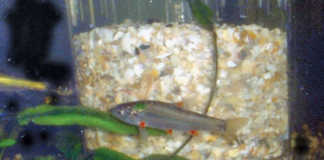 Redfin minnow