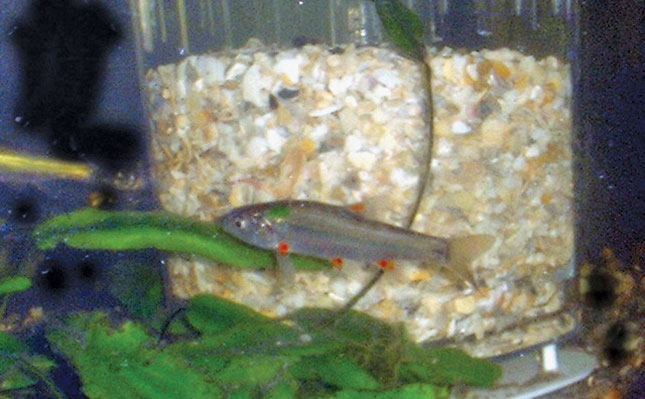 Farmers can help save endangered fish species Farmers can help save endangered fish species