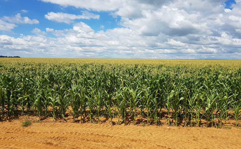 ‘Government’s land reform statistics not accurate’ ‘Government’s land reform statistics not accurate’
