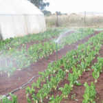 Agri partnerships lead to success for young female farmer