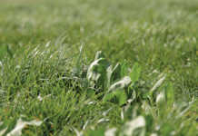 Rye grass and chicory