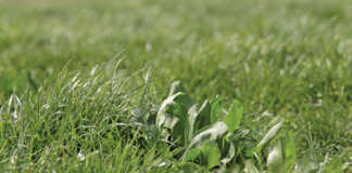 Rye grass and chicory