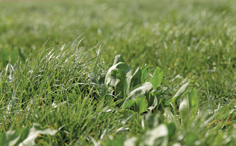 Pasture-based dairy: lower cost and more lactations