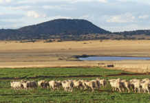 Afrino excels in producing mutton and wool on the veld