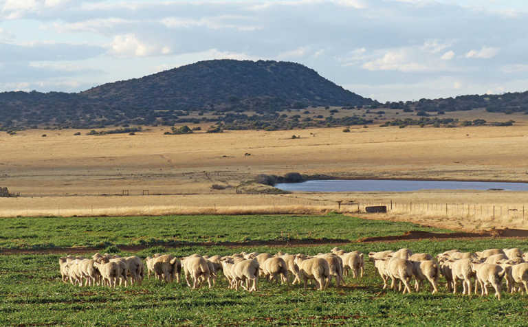 Afrino sheep excels in producing mutton and wool on the veld