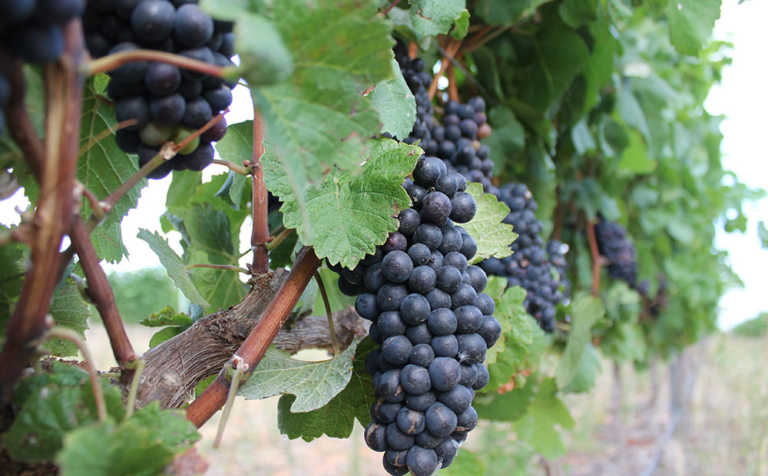 R300 million wine cellar merger in Robertson R300 million wine cellar merger in Robertson