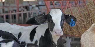 Holstein calf