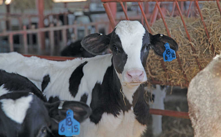 Want a more profitable dairy? Take care of your calves!
