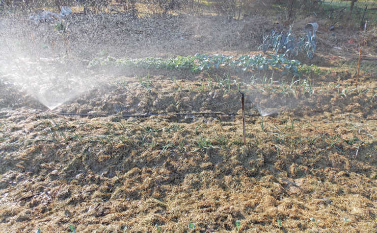 Home gardens: irrigate sensibly and economically Home gardens: irrigate sensibly and economically