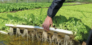 Lettuce in hydroponic floating raft