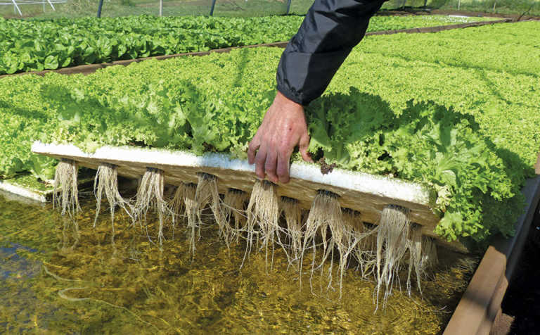 Adaptation key to vegetable farmer’s sustainable growth Adaptation key to vegetable farmer’s sustainable growth
