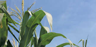 Maize crop forecast not as dire as it seems - economist