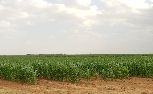 Crop estimate for maize ‘better than expected’