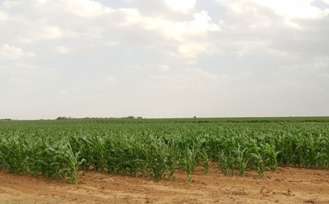 Crop estimate for maize ‘better than expected’ Crop estimate for maize ‘better than expected’